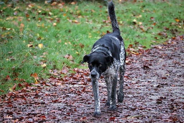 how to train dogs for search and rescue missions 2025
