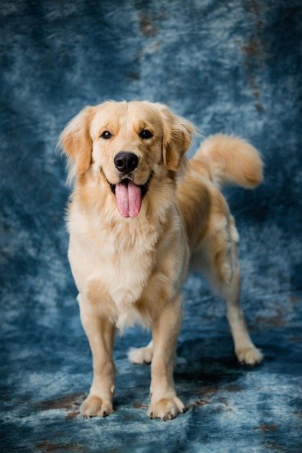 dog behavior specialist in LA diagnosing a pet