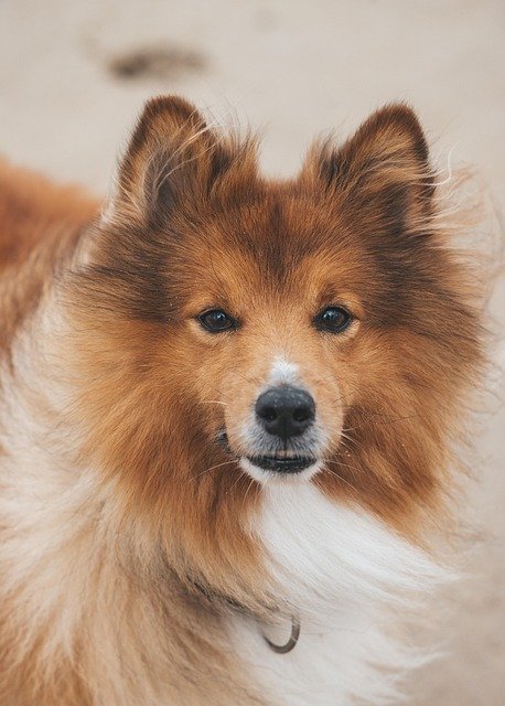 how to socialize an aggressive dog with other pets 2025