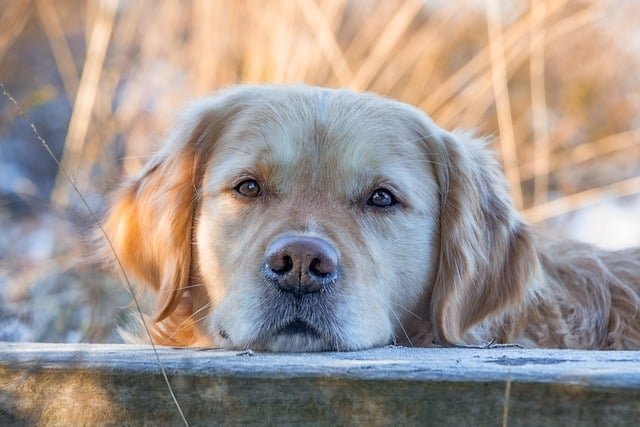 dog recovering from emergency surgery with insurance