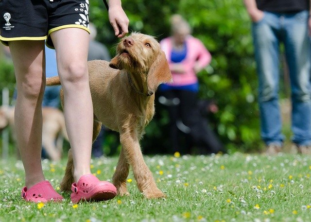 service dog training in Los Angeles