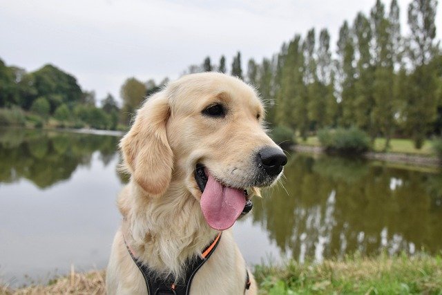 certified canine behaviorist consultation services Los Angeles 2025