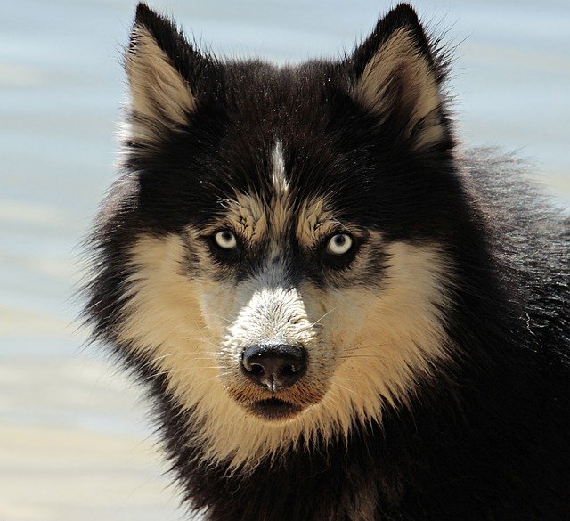 top-rated online dog behaviorist certification courses 2025