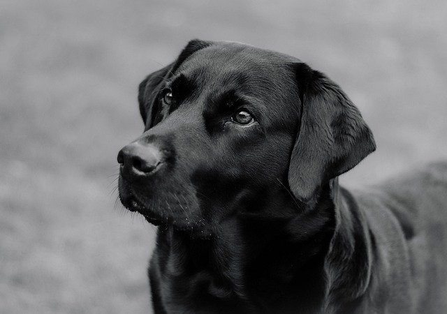 Labrador retriever emergency surgery coverage