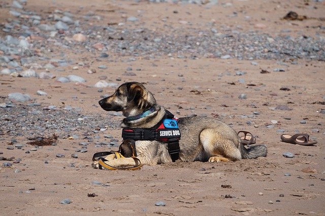 certified dog behaviorist working with a service dog in LA