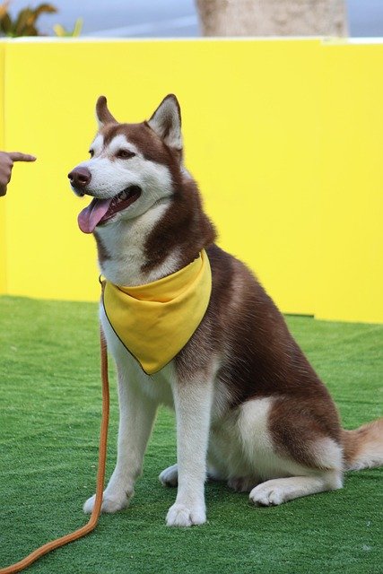 certified therapy dog trainers near Miami 2025